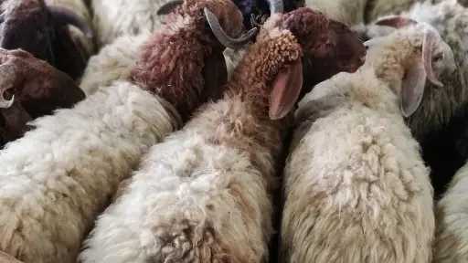 أوقاف الشرقية تعلن طرح صكوك الأضاحي والإطعام لعام 1447هـ لدعم الأسر الأولى بالرعاية