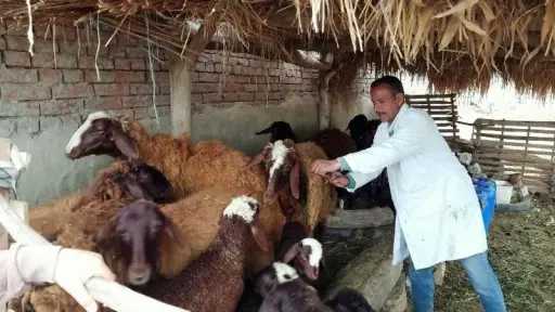 الزراعة: تحصين 2.1 مليون رأس ماشية ضمن الحملة القومية ضد الجلد العقدي وجدري الأغنام