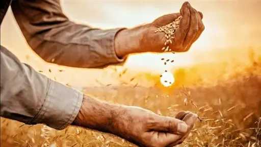 وزير التموين: بدء موسم توريد القمح رسميًا 15... وزير التموين: بدء موسم توريد القمح رسميًا 15 أبريل حتى 15 أغسطس 2026