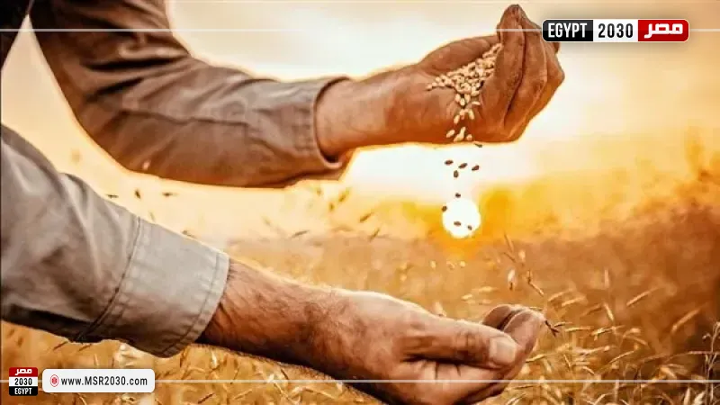 توريد القمح