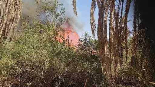 حريق يلتهم مزارع نخيل في الوادي الجديد.. والحماية المدنية تتدخل