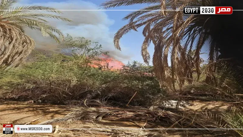 حريق يلتهم مزارع نخيل في قرية العوينة بالوادي الجديد 