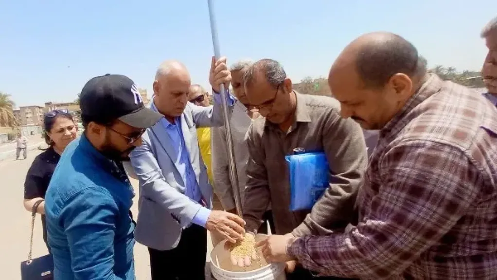 بدء موسم حصاد القمح بأسيوط