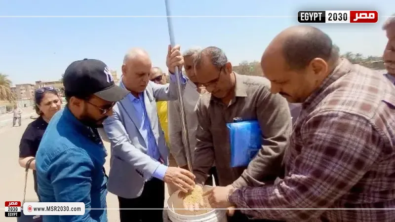 بدء موسم حصاد القمح بأسيوط