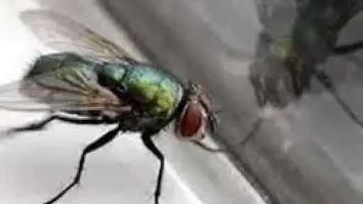 حيل فعالة للتخلص من الذباب