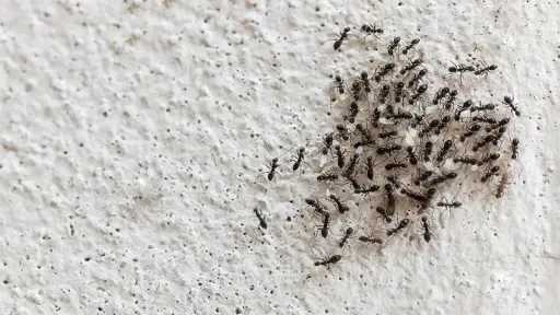 طرق فعالة للتخلص من النمل في المنزل خلال الصيف