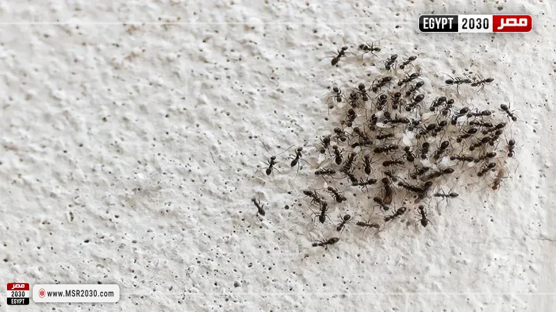 مصر 2030