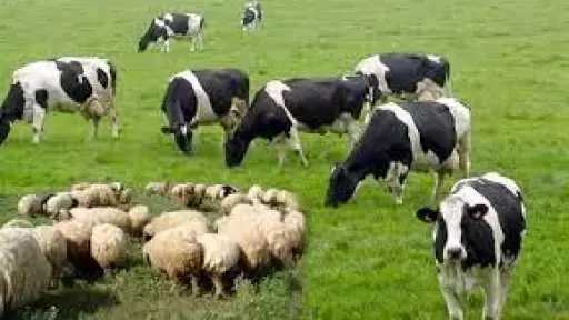 اليوم.. بدء الحملة القومية لتحصين الماشية ضد الحمى القلاعية بالمنيا