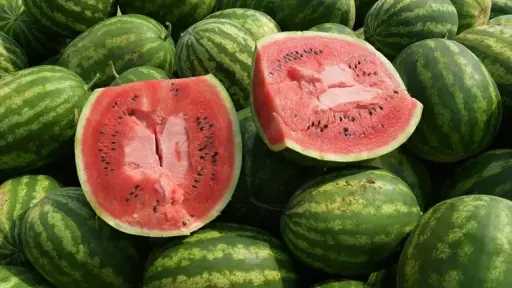 الزراعة توضح سبب ارتفاع أسعار البطيخ خلال الفترة الحالية وتؤكد سلامة المعروض بالأسواق