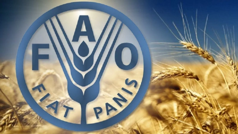 الفاو