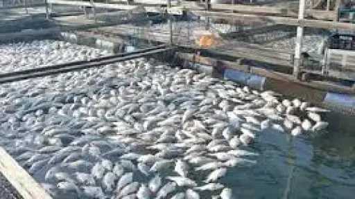 رئيس ”تنمية البحيرات” لـ”حديث القاهرة”: إنتاج مصر من الأسماك تجاوز 2 مليون طن سنويا 80% من الاستزراع