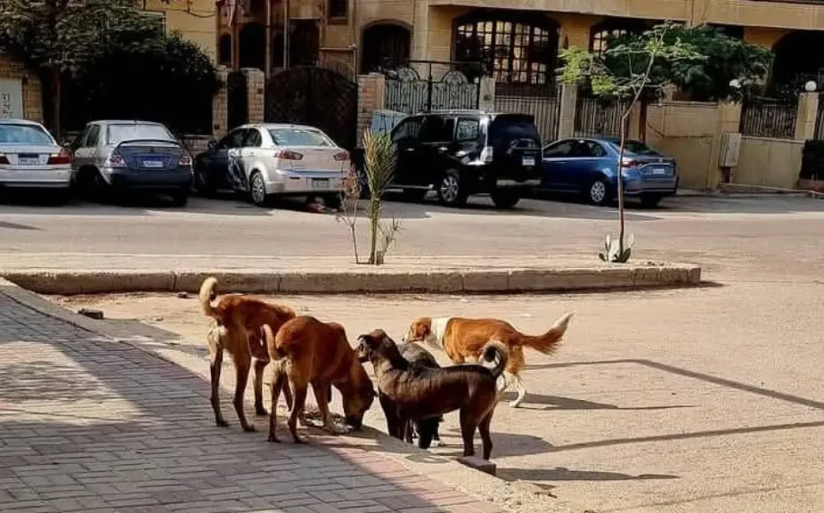 أرشيفية