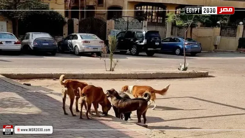 أرشيفية