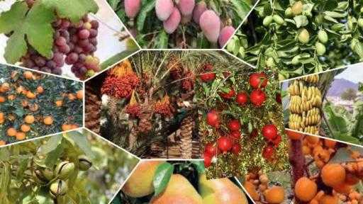 خبير يكشف عن أكثر المحاصيل تأثرا بتداعيات الاضطرابات في الأحوال الجوية