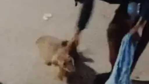 الأمن يضبط متهمًا بالتعدي على كلب ضال في... الأمن يضبط متهمًا بالتعدي على كلب ضال في الزيتون بعد تداول فيديو الواقعة