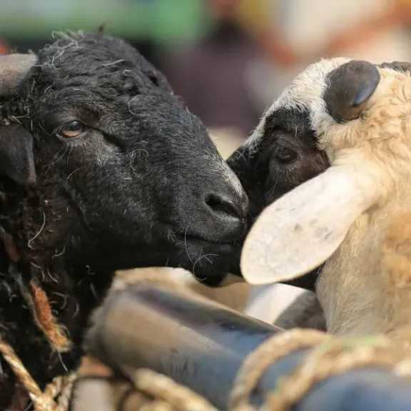 هل يجوز توكيل الجمعيات في ذبح الأضحية؟.. أمين الفتوى يجيب