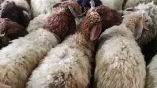 متى يبدأ وقت الأضحية؟.. الأزهر يجيب متى يبدأ وقت الأضحية؟.. الأزهر يجيب