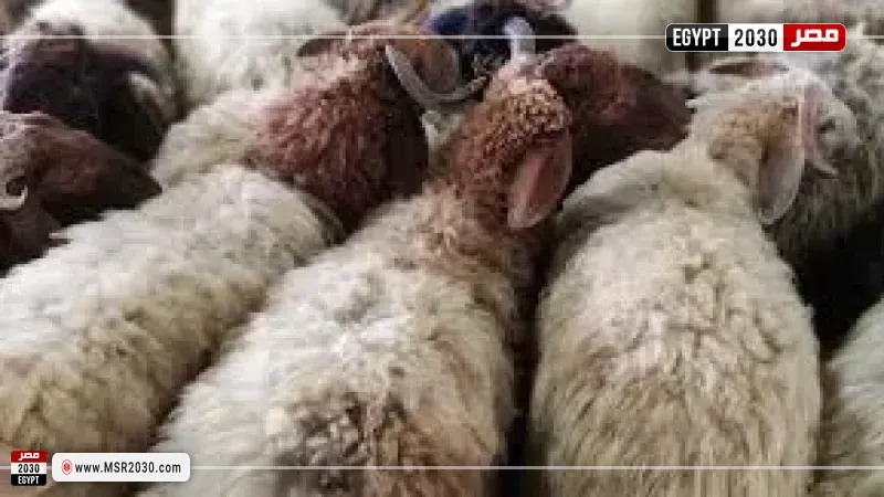 الأضحية