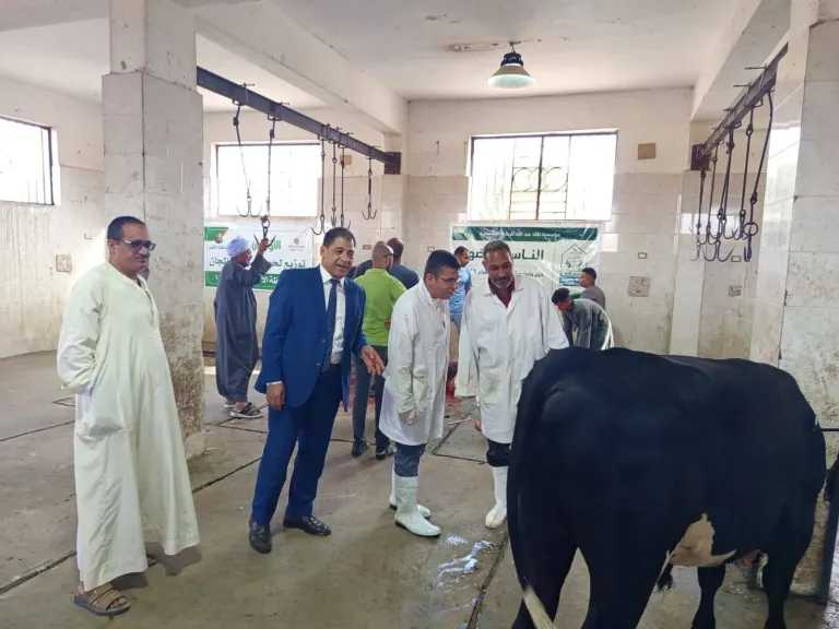 بيطرى الأقصر: ذبح 180 عجلًا بالمجازر وتوزيعها على 36 ألف أسرة مستحقة خلال عيد الأضحى