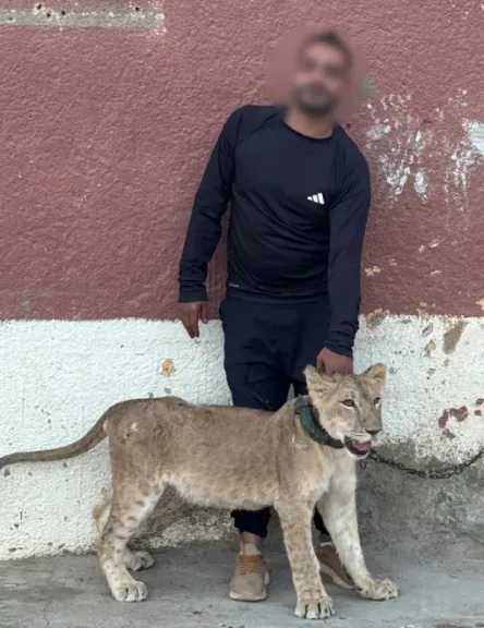 ضبط شخص لقيامه بعروض ترفيهية بحيوانات مفترسة بدون ترخيص في جنوب سيناء