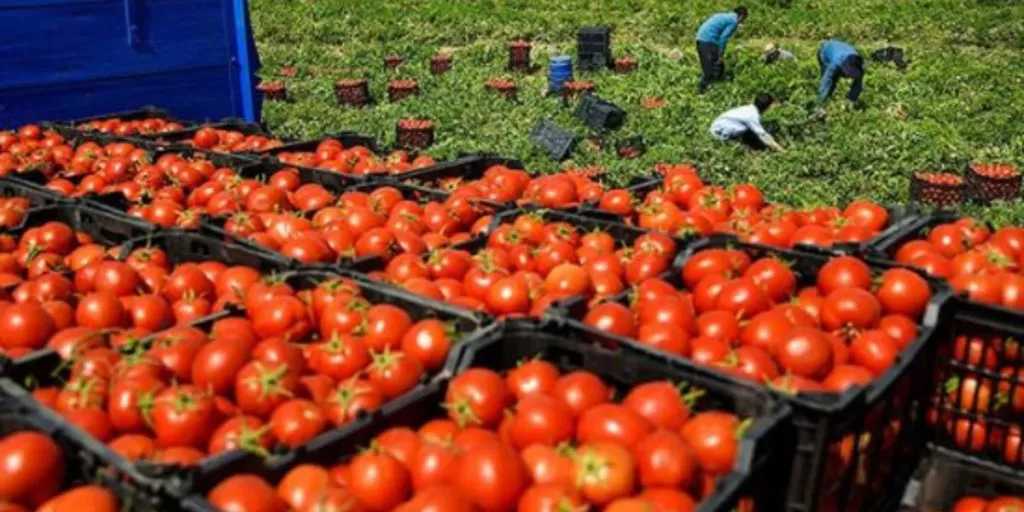 شعبة الخضروات: أسعار الطماطم مرشحة للتراجع خلال أسبوعين بعد استقرارها في سوق العبور
