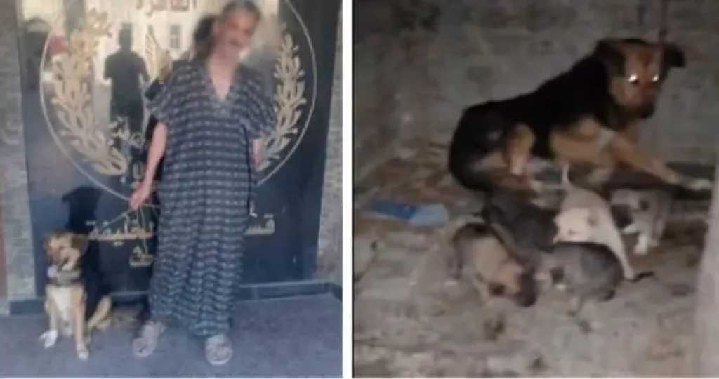 ضبط شخص ربط كلبه بمدخل عقار في الخليفة بعد استغاثة سيدة عبر السوشيال ميديا