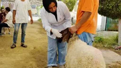 وكيل نقابة البيطريين بعد إقرار سنة الامتياز للطب... وكيل نقابة البيطريين بعد إقرار سنة الامتياز للطب البيطري: معندناش بنية تحتية لتدريب الطلاب