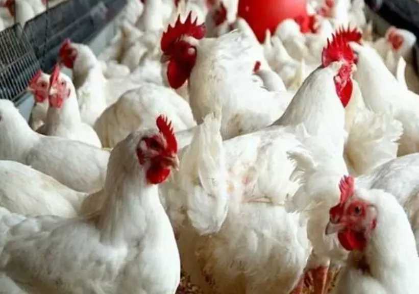وزير التموين: أعددنا سلة غذائية صحية بمبلغ الدعم تشمل البيض والدواجن وننصح المواطنين باستخدامها