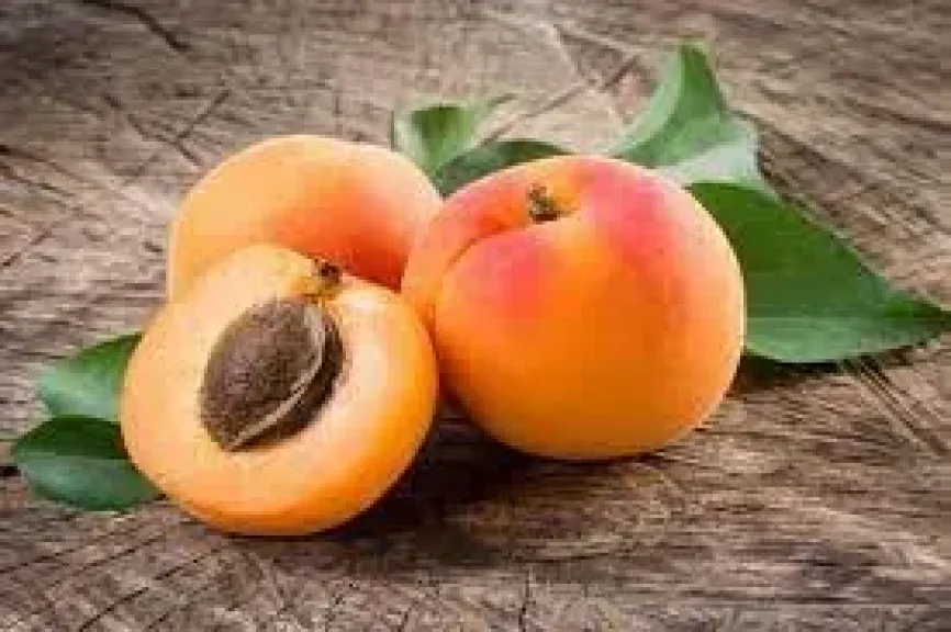 المشمش 