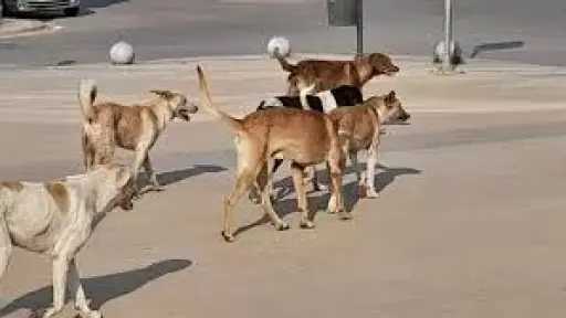 هل يجوز التخلص من الكلاب الضالة المؤذية؟.. أمين... هل يجوز التخلص من الكلاب الضالة المؤذية؟.. أمين الفتوى يجيب