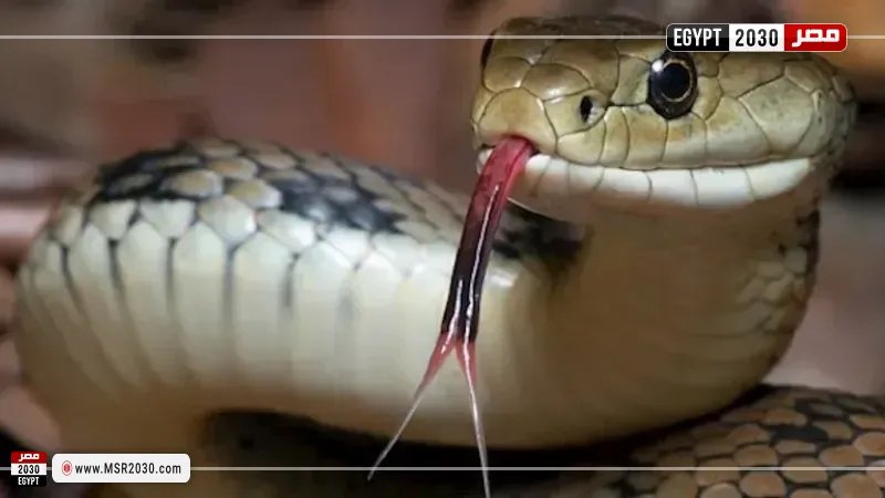 الثعبان
