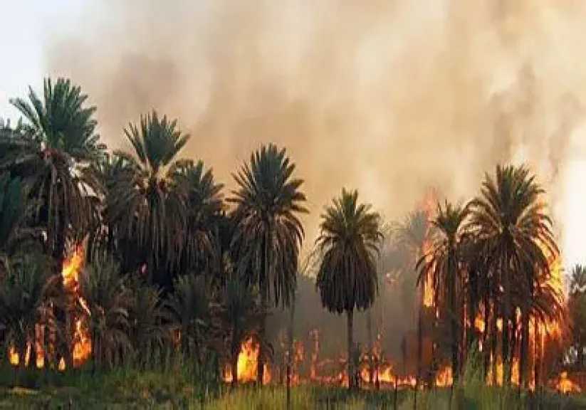 اندلاع حريق في مزرعة نخيل بجوار منازل الأهالي بالوادي الجديد والحماية المدنية تكافح النيران
