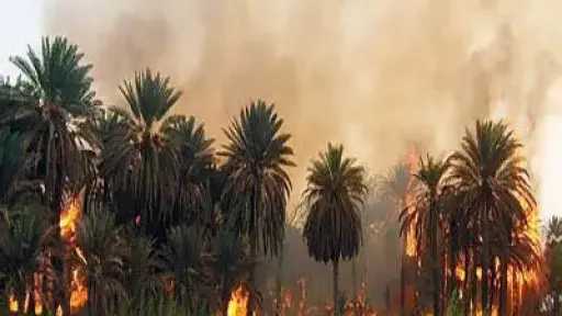 اندلاع حريق في مزرعة نخيل بجوار منازل الأهالي بالوادي الجديد والحماية المدنية تكافح النيران