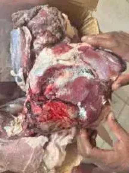 ضبط 60 طن أغذية فاسدة داخل منشآت غير مرخصة بالجيزة