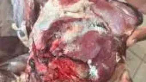 ضبط 60 طن أغذية فاسدة داخل منشآت غير... ضبط 60 طن أغذية فاسدة داخل منشآت غير مرخصة بالجيزة