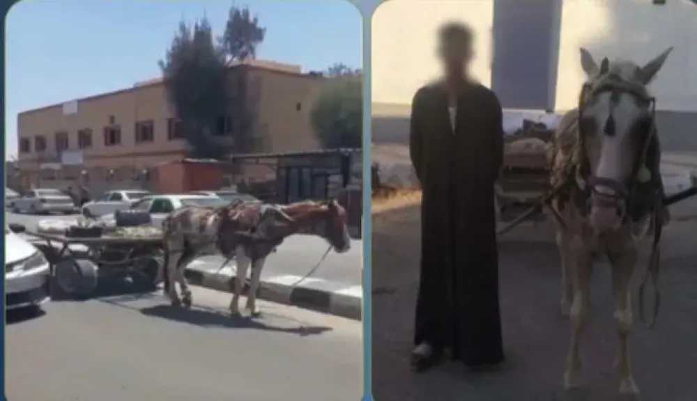 ضبط قائد عربة كارو عطّل الحركة أمام مستشفى بشمال سيناء بعد تداول فيديو الواقعة