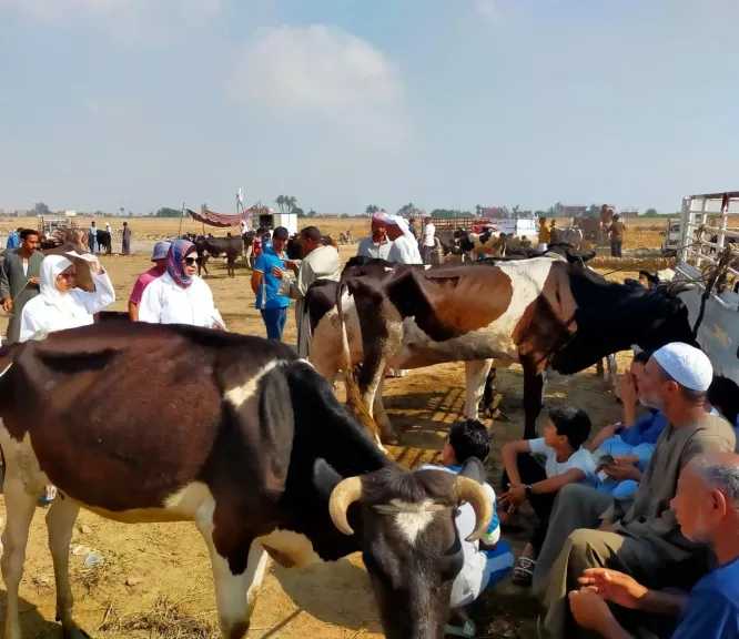 الزراعة تكثف الترصد الوبائي لحماية الثروة الحيوانية واكتشاف أي بؤر مرضية مبكرا