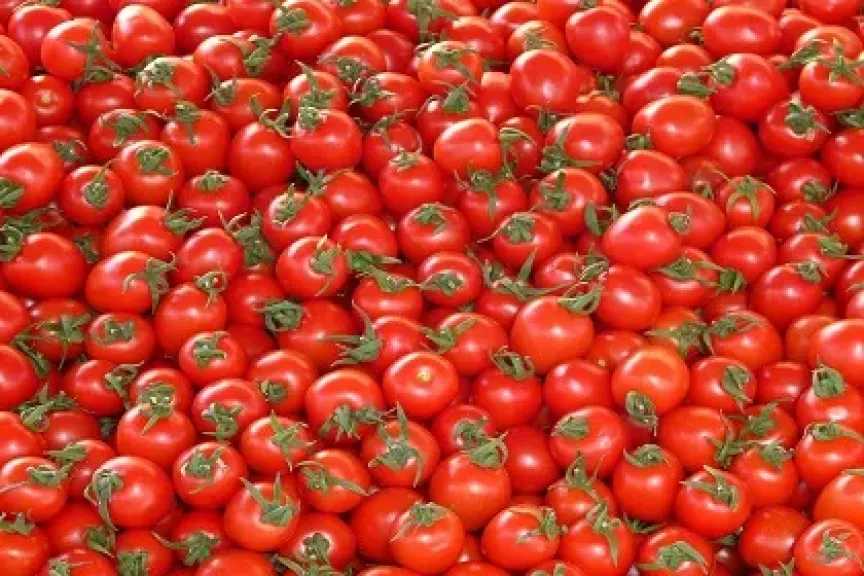 نائب شعبة الخضار والفاكهة يحذر من تخزين الطماطم: الفجوة الموسمية مؤقتة والسلعة متاحة
