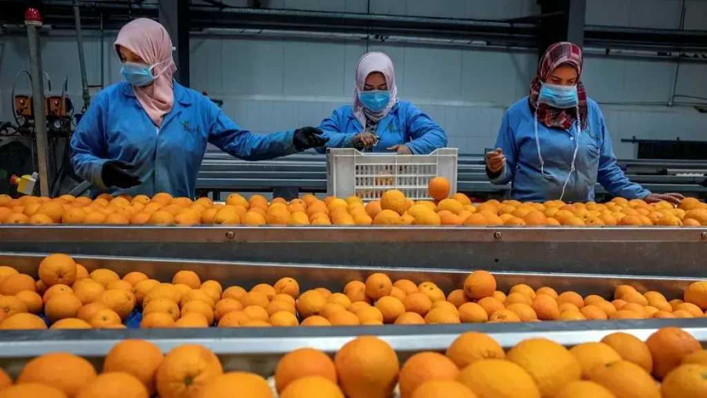 متحدث الزراعة: مصر تتربع على عرش صادرات الموالح والفراولة المبردة