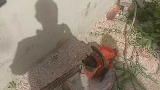 ضبط مواطن أثناء قطع شجرة كايا بالطريق العام... ضبط مواطن أثناء قطع شجرة كايا بالطريق العام في الأقصر