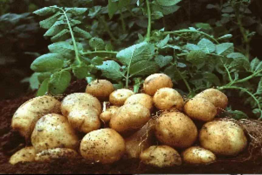 البطاطس
