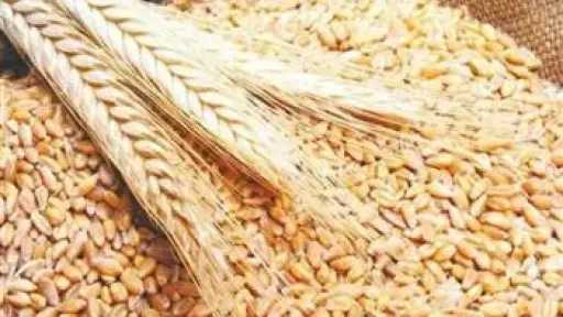 وزير التموين: احتياطي القمح يتجاوز 6 أشهر.. وشحنة... وزير التموين: احتياطي القمح يتجاوز 6 أشهر.. وشحنة 50 ألف طن قادمة من فرنسا