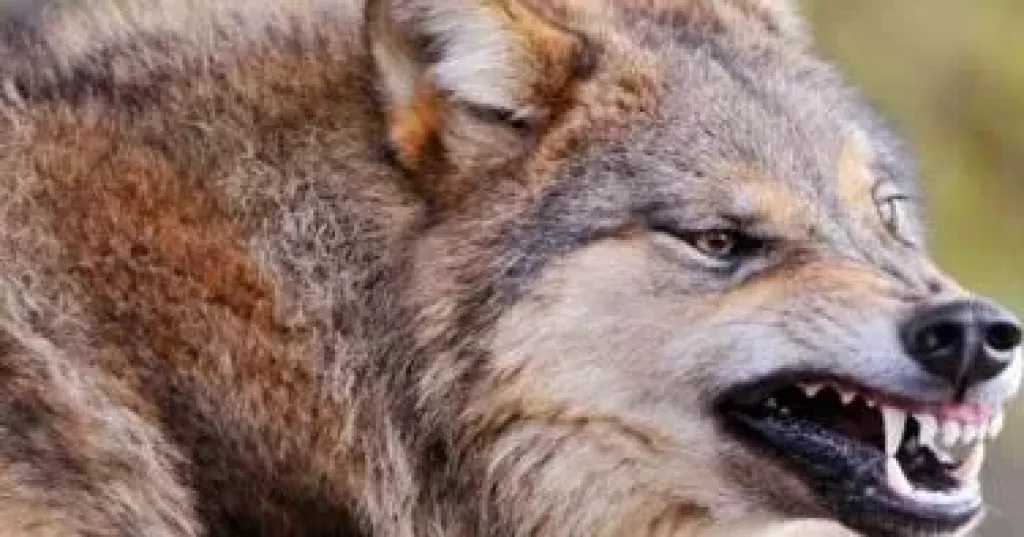 ذئب يعقر سيدتين في قرية بسوهاج.. والأهالي يتمكنون من قتله