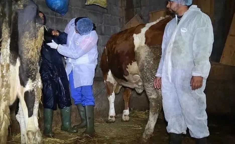 الزراعة تنفي تجميد تعيين الأطباء البيطريين.. والتدريب في مراحله الأخيرة لضمان الجاهزية