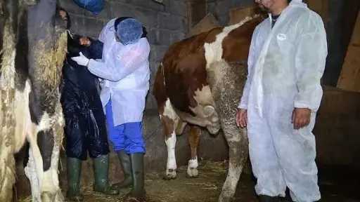 الزراعة تنفي تجميد تعيين الأطباء البيطريين.. والتدريب في مراحله الأخيرة لضمان الجاهزية