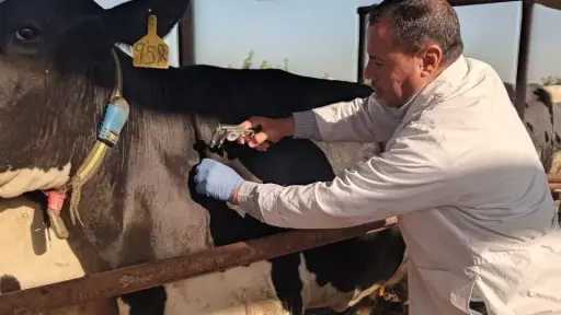 هل ينتقل مرضي الجلد العقدي وطاعون المجترات الصغيرة إلى الإنسان؟.. الطب البيطري يرد